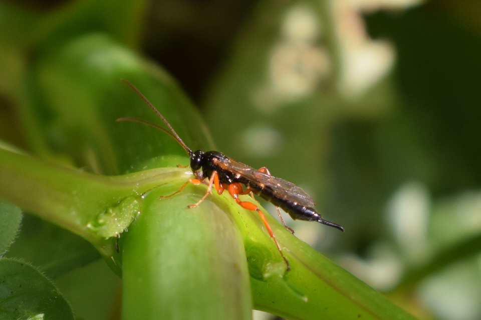 Apechthis compunctor
