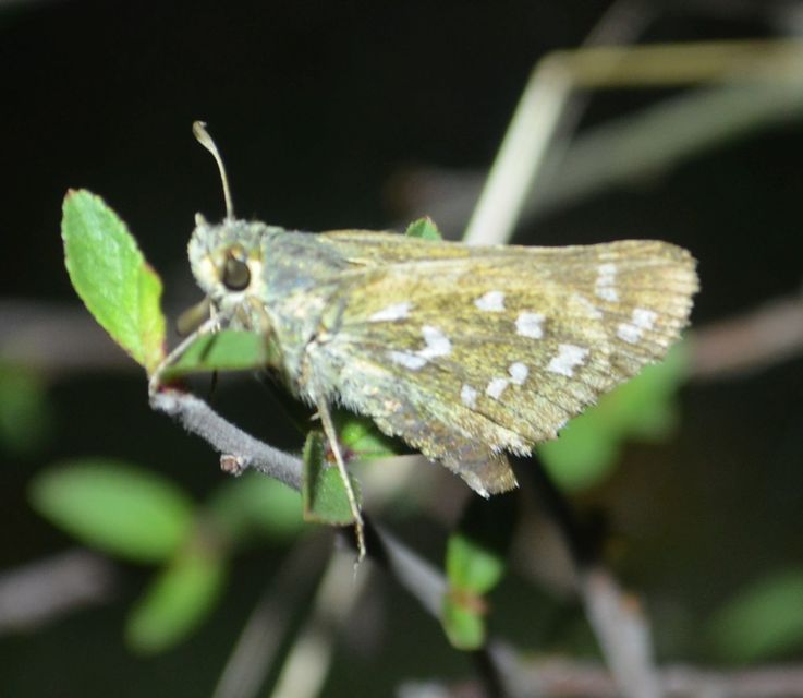 Hesperia comma - vesszős busalepke