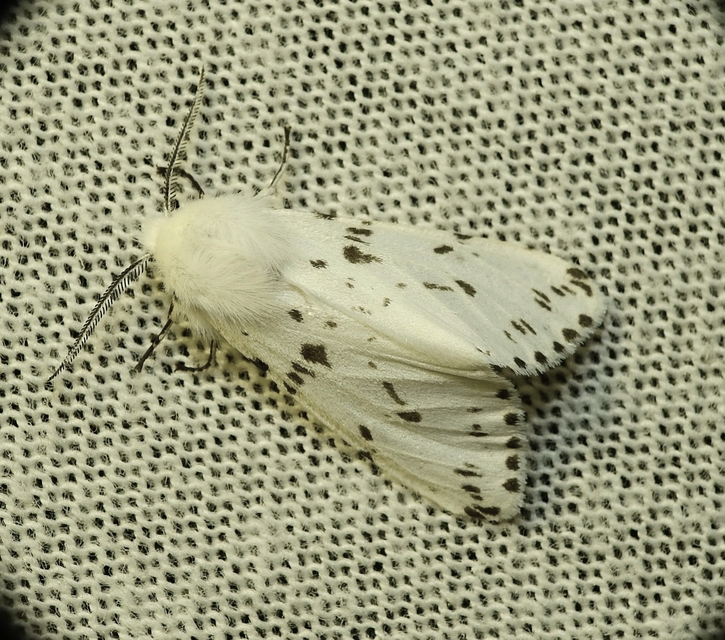 Hyphantria cunea - amerikai fehér medvelepke