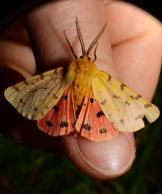 Rhyparia purpurata - bíborszínű medvelepke
