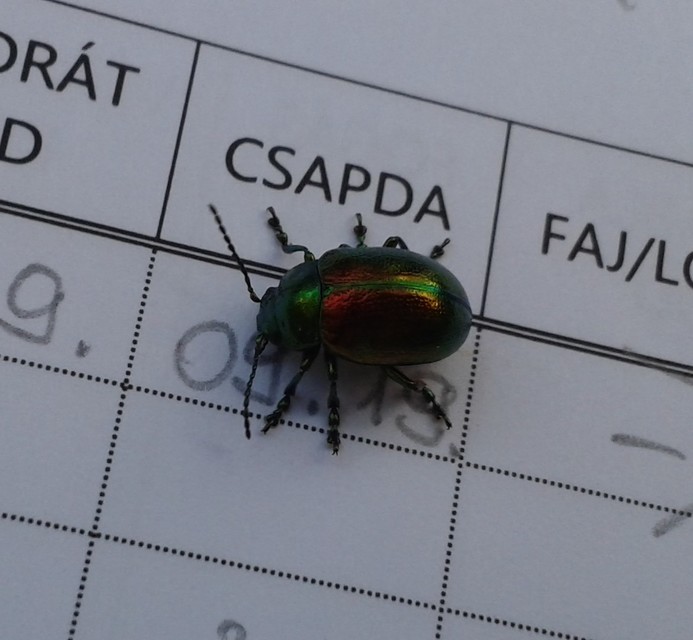 Chrysolina graminis - zöld varádicslevelész