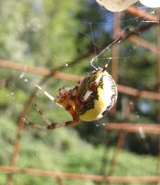 Araneus marmoreus - márványos keresztespók