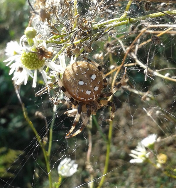 Araneus quadratus - négyes keresztespók