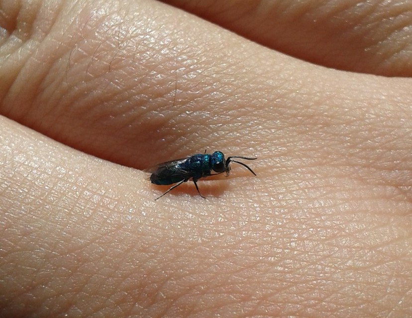 Chrysididae - fémdarazsak