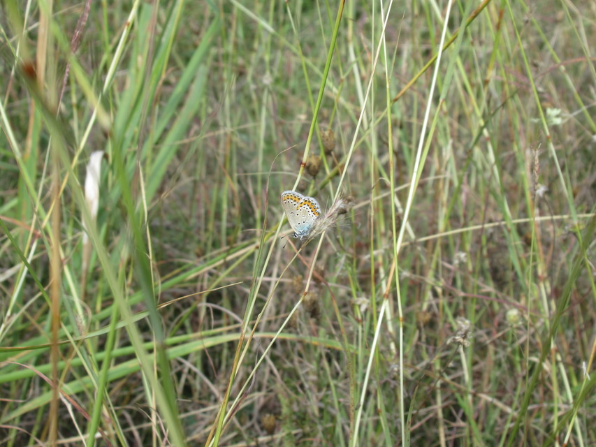 Plebejus argyrognomon - tintakék boglárka