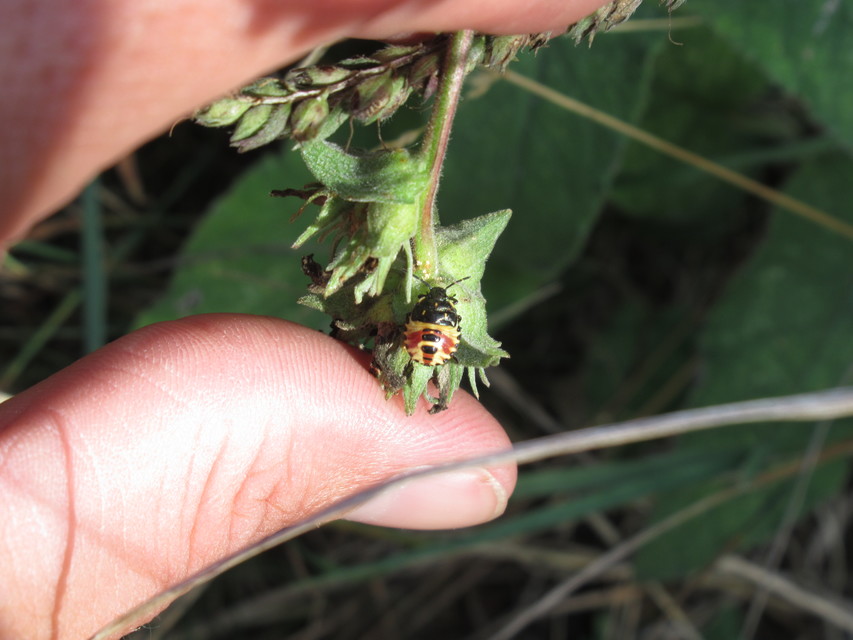 Carpocoris Carpocoris