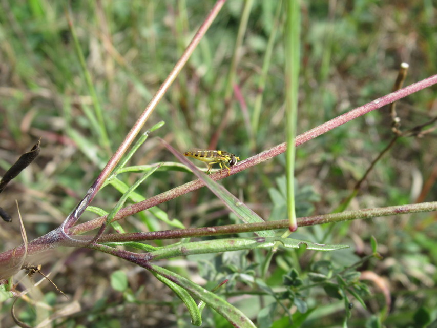 Sphaerophoria