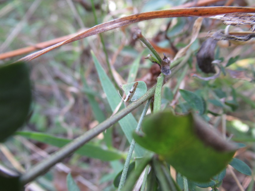 Argyresthia