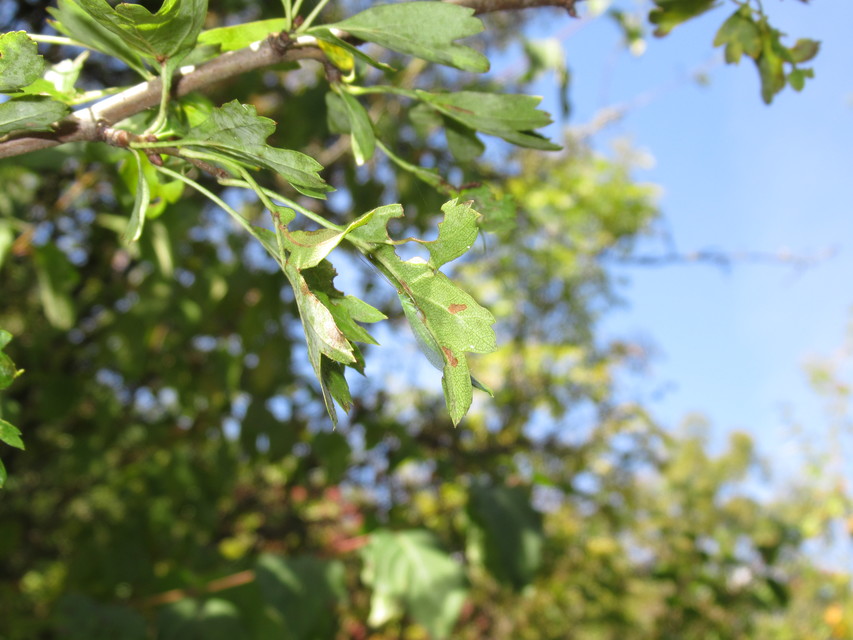 Chrysopidae - zöldfátyolkák