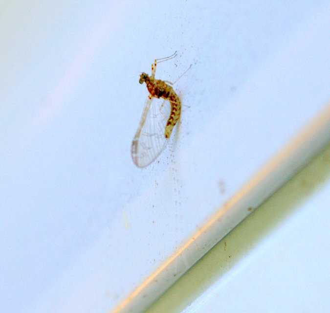 Ephemeroptera - Kérészek