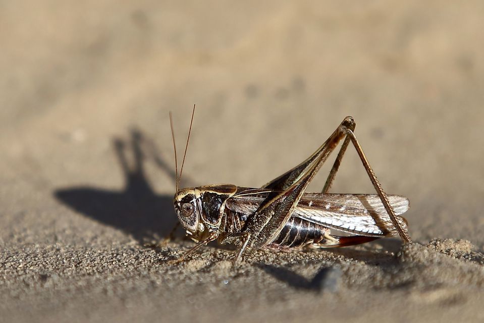 Platycleis affinis - púposhasú rétiszöcske