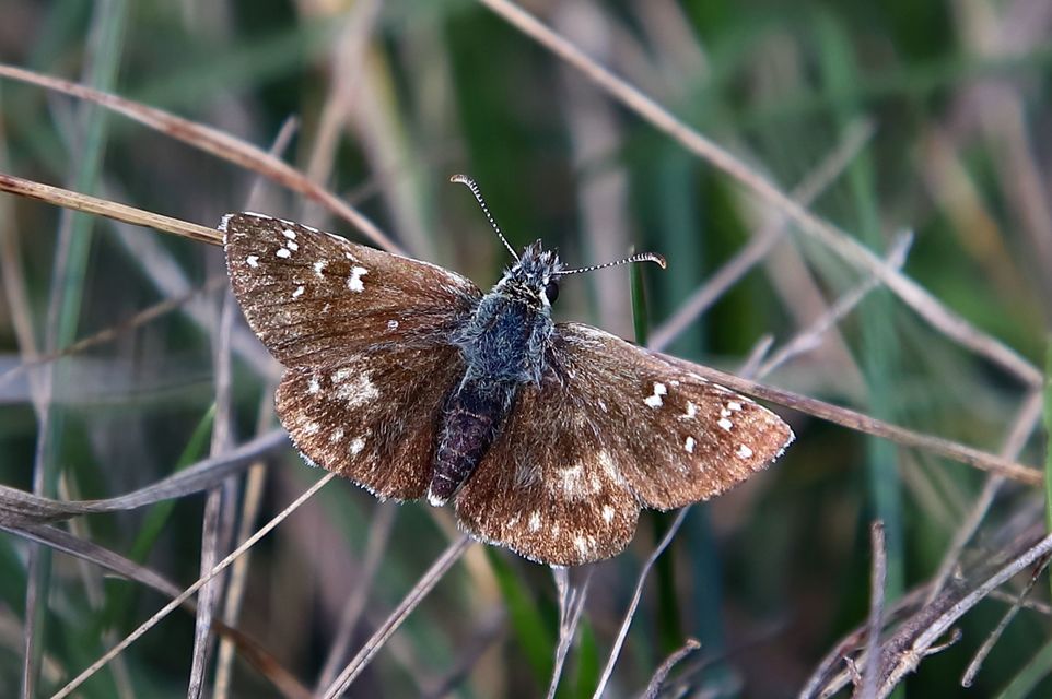 Pyrgus armoricanus - feles busalepke