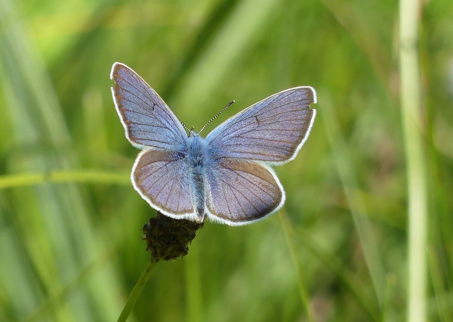 Cyaniris semiargus - aprószemes boglárka