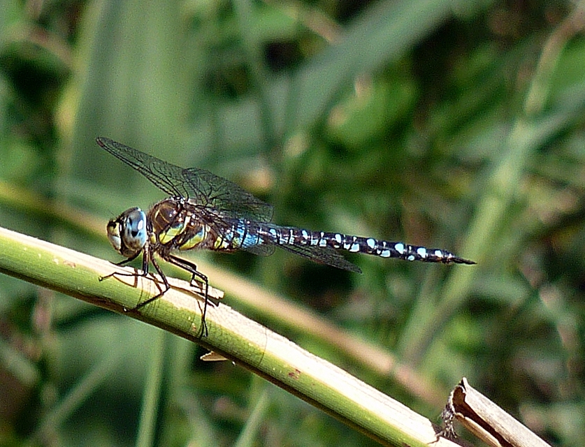 Aeshna mixta - kései karcsúacsa