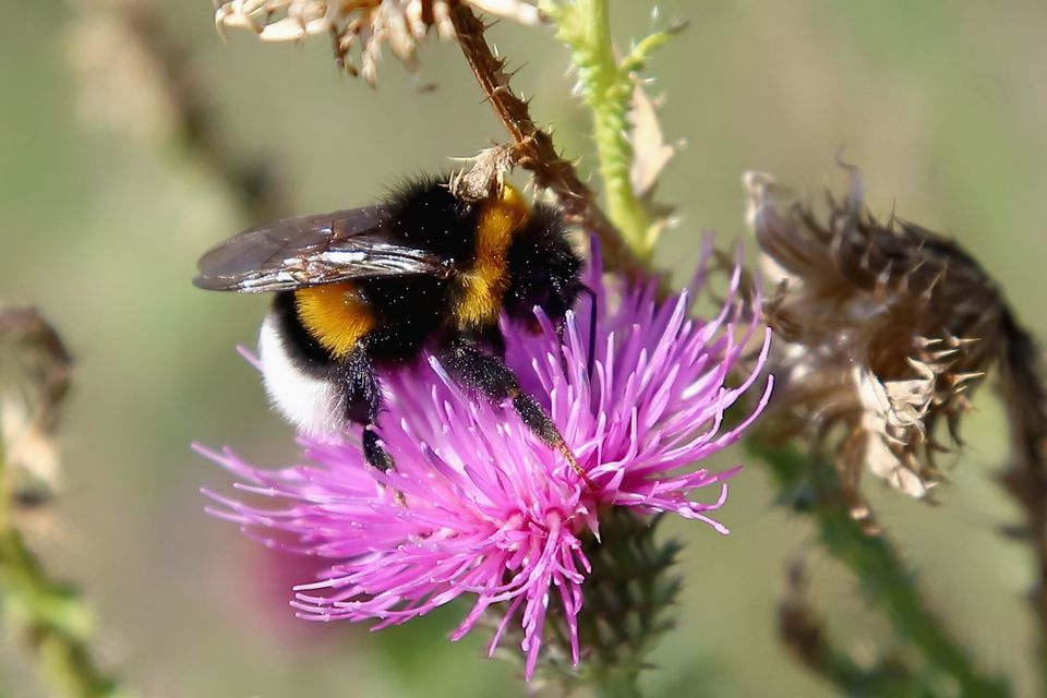 Bombus terrestris/lucorum