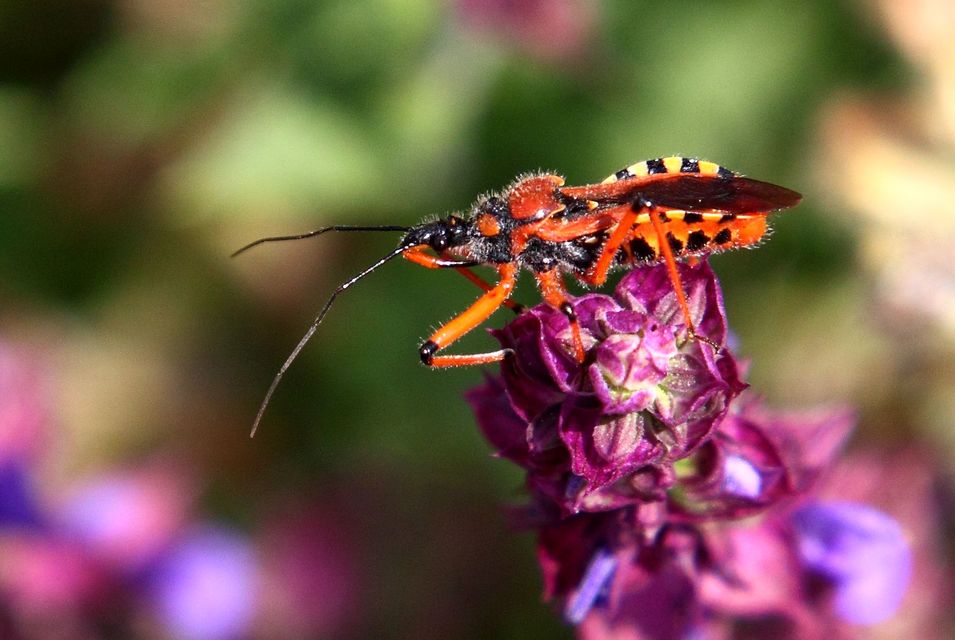 Rhynocoris iracundus - közönséges gyilkospoloska