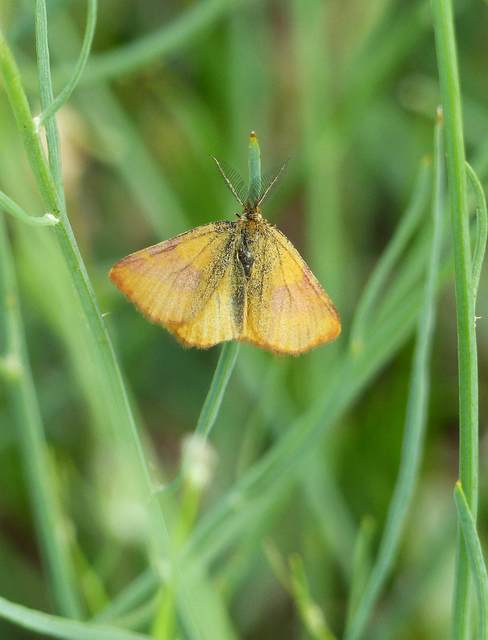 Lythria cruentaria - bíborcsíkos araszoló