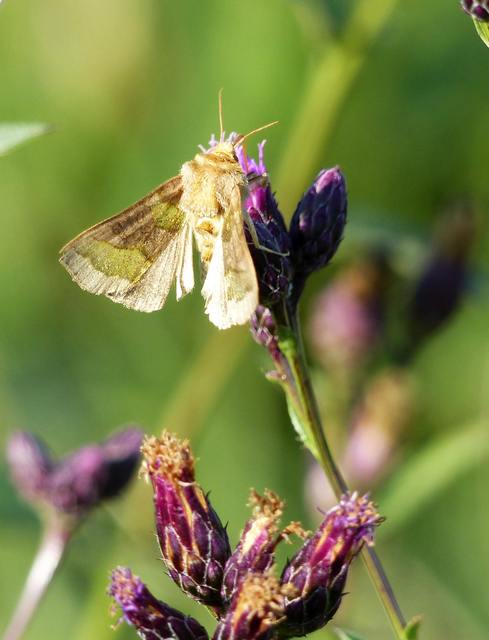 Diachrysia chrysitis - aranybagoly