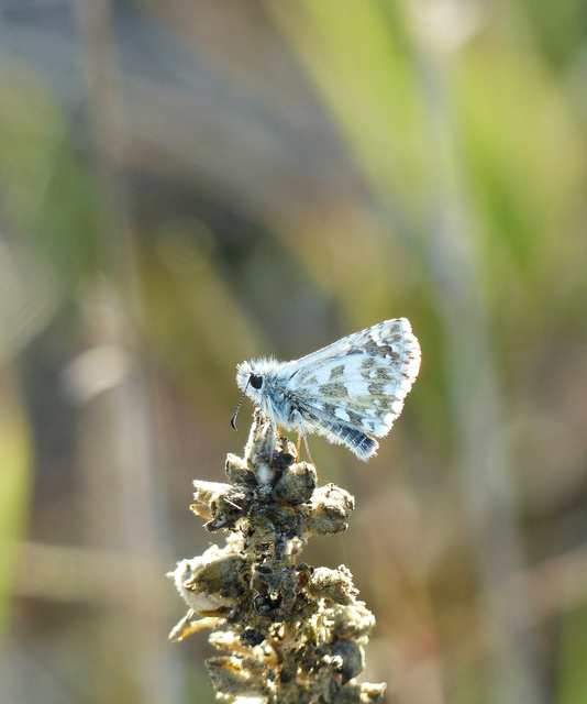 Pyrgus alveus - hegyi busalepke