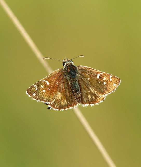 Pyrgus armoricanus - feles busalepke