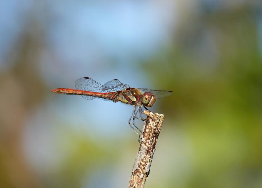 Sympetrum striolatum - harántsávos katona-szitakötő