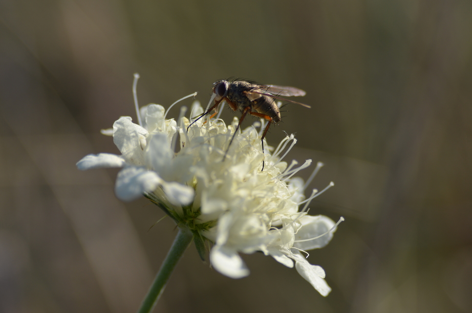 Tachinidae - fürkészlegyek