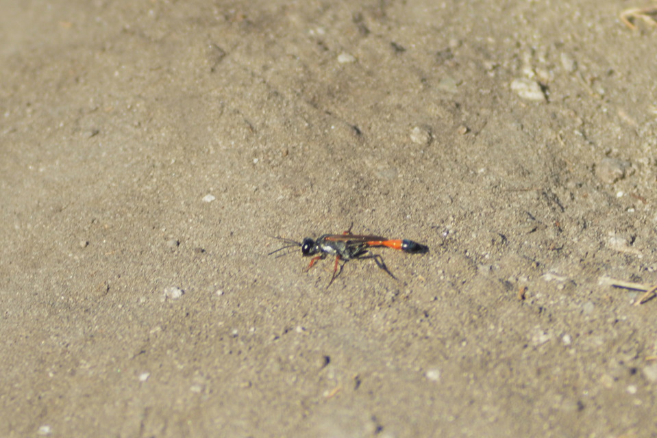Ammophila heydeni - vöröslábú hernyóölődarázs