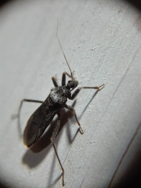 Reduvius personatus - szemetes zugpoloska