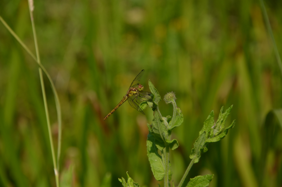 Sympetrum striolatum/vulgatum