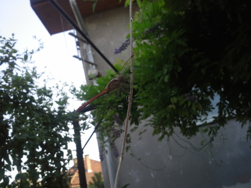 Sympetrum striolatum/vulgatum