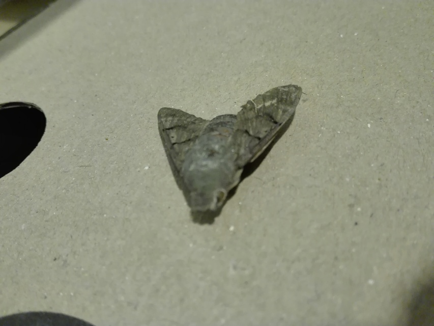 Macroglossum stellatarum - kacsafarkú szender
