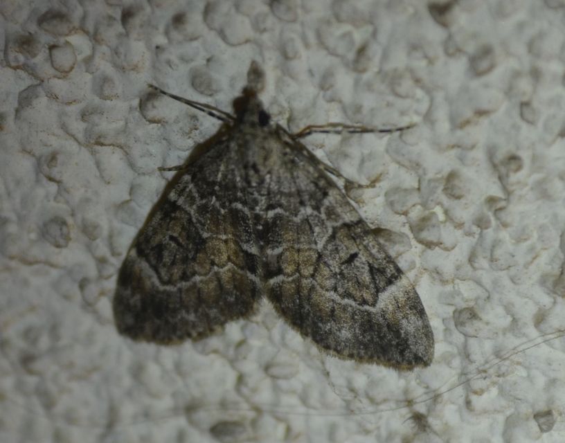 Thera variata/britannica