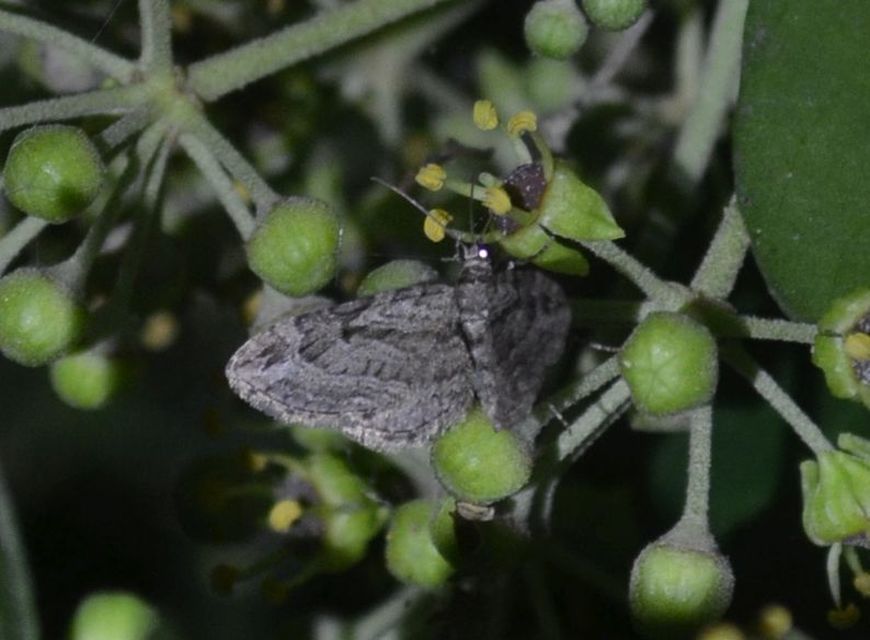 Eupithecia ericeata - feketefenyő-törpearaszoló