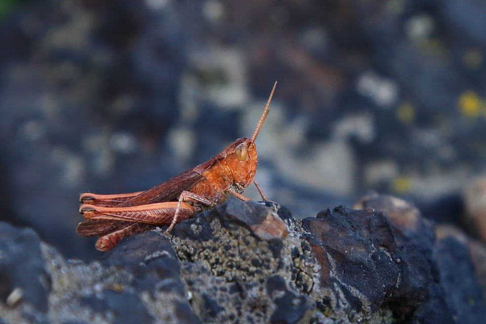 Chorthippus (Glyptobothrus) (subgenus)