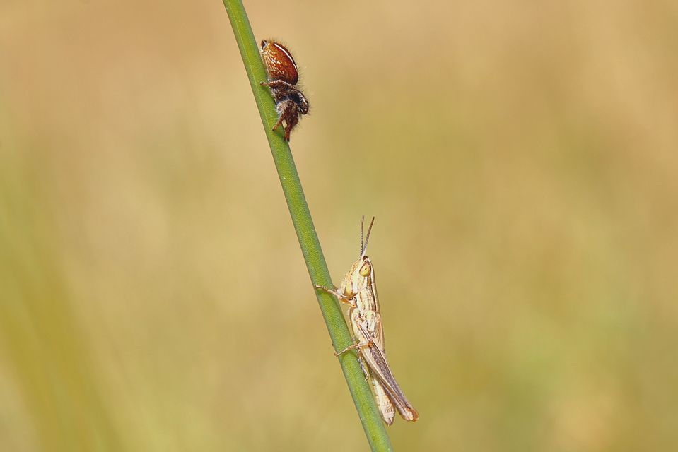Euchorthippus