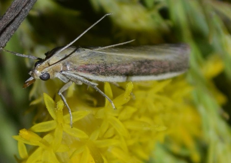 Oncocera semirubella - lucernamoly