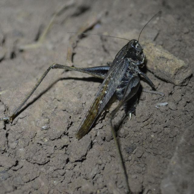 Platycleis grisea - szürke rétiszöcske