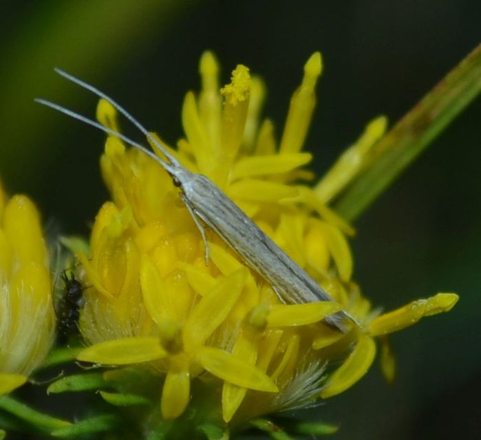 Coleophora