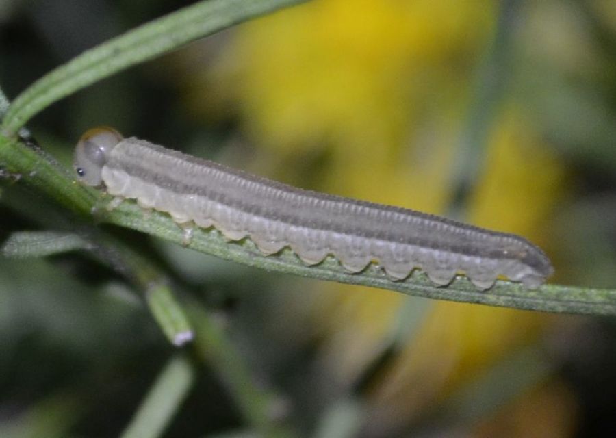 Diprionidae - fésűs fenyődarazsak