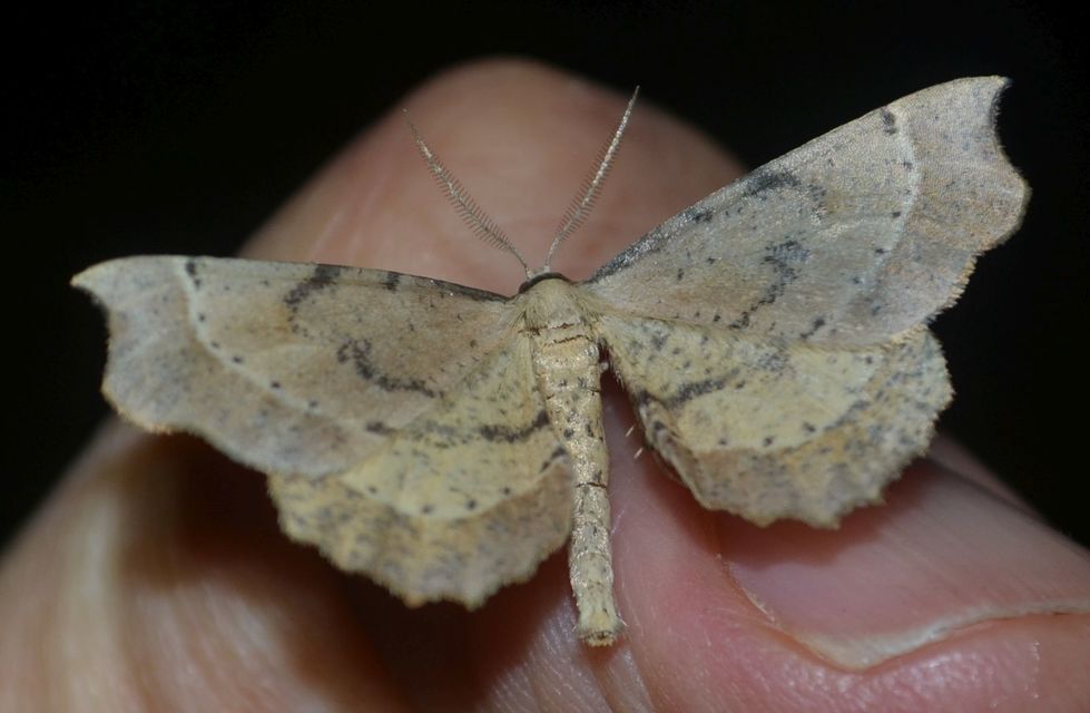 Artiora evonymaria - kecskerágó-araszoló