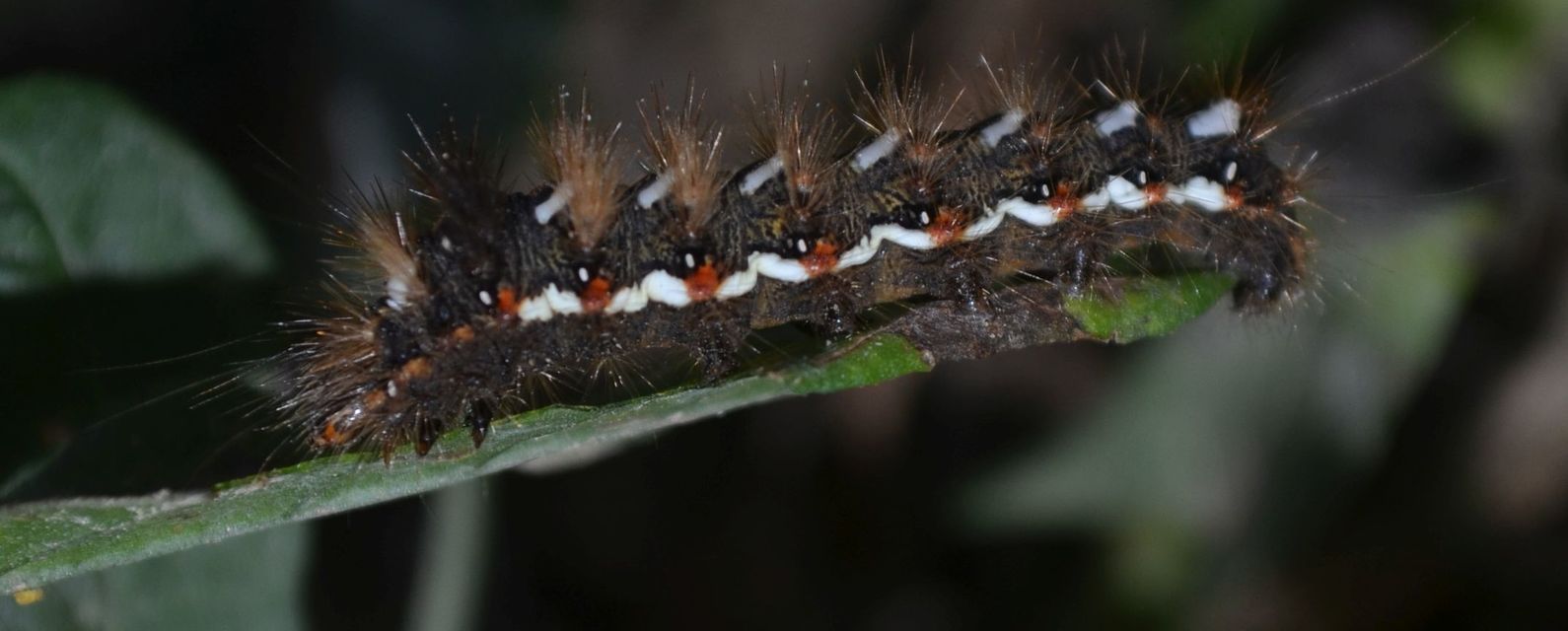 Acronicta rumicis - sóska-szigonyosbagoly