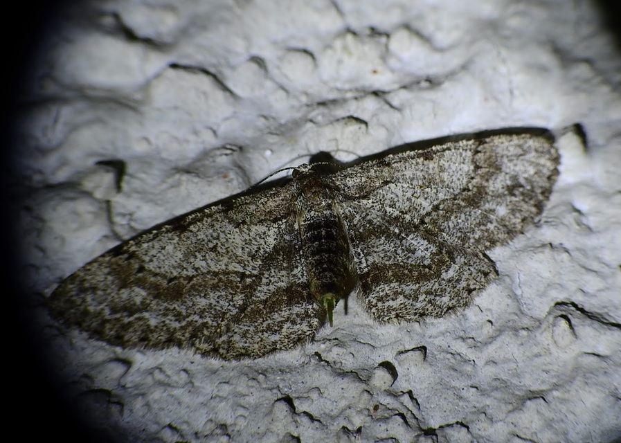 Ectropis crepuscularia - avararaszoló