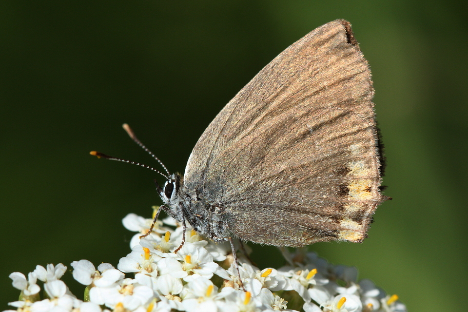 Satyrium acaciae - akác-csücsköslepke