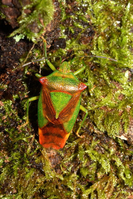 Acanthosoma haemorrhoidale - nagy dajkapoloska Acanthosoma haemorrhoidale - nagy dajkapoloska