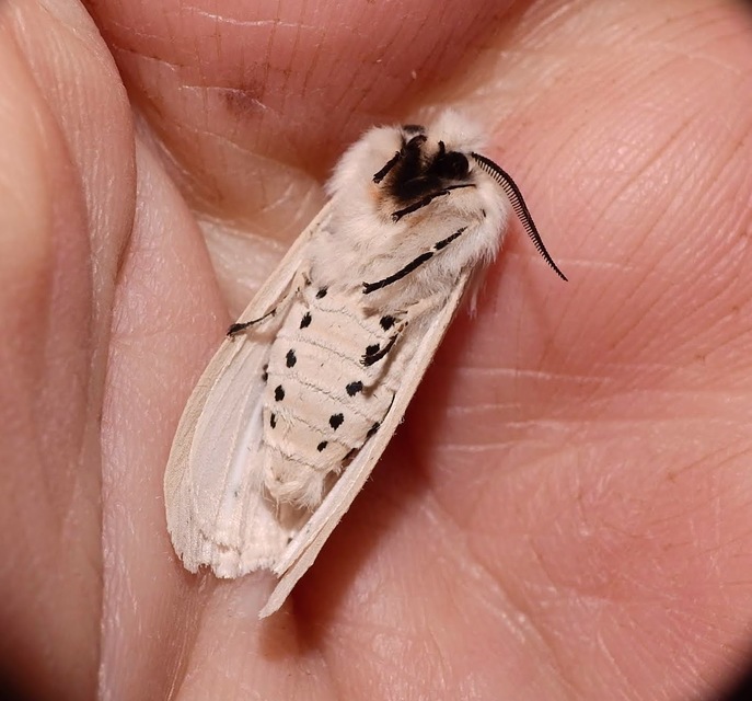 Spilosoma lubricipedum - tejszínű medvelepke