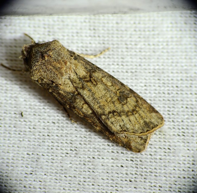 Agrotis segetum - vetési földibagoly