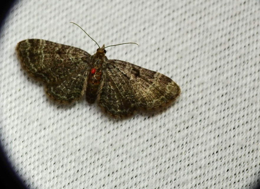 Pasiphila rectangulata - almavirág-araszoló