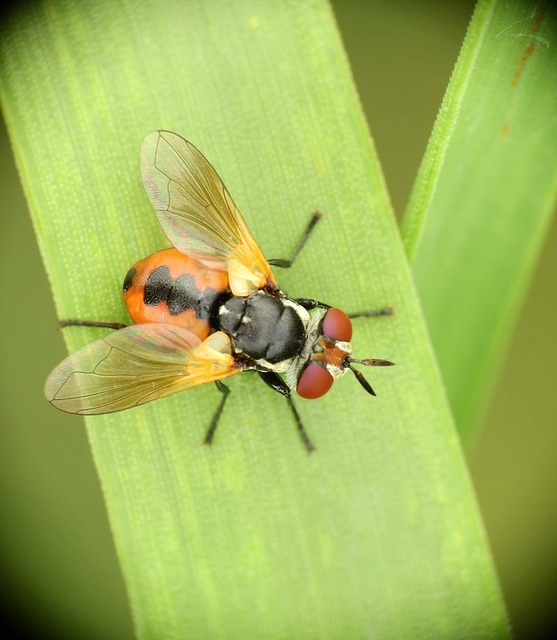 Gymnosoma