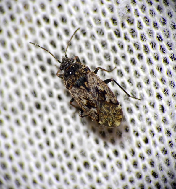Sphragisticus nebulosus - foltos bodobács