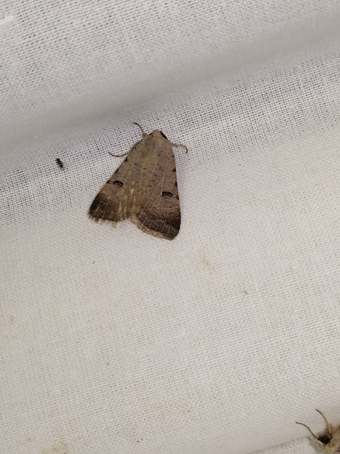 Lygephila craccae - gyakori csüdfűbagoly